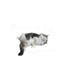 どうも、るーちゃんです（個別スタンプ：2）