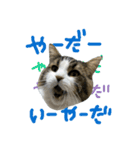 どうも、るーちゃんです（個別スタンプ：6）
