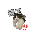 どうも、るーちゃんです（個別スタンプ：7）