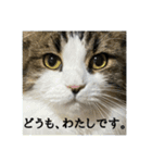 どうも、るーちゃんです（個別スタンプ：11）