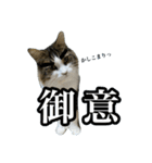 どうも、るーちゃんです（個別スタンプ：14）
