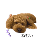 ベリーキュートなトイプードル（個別スタンプ：1）