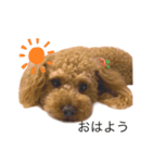 ベリーキュートなトイプードル（個別スタンプ：2）