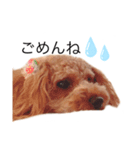 ベリーキュートなトイプードル（個別スタンプ：4）