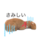 ベリーキュートなトイプードル（個別スタンプ：7）