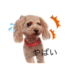 ベリーキュートなトイプードル（個別スタンプ：8）