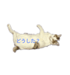 さくらんぼー（個別スタンプ：2）