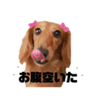 ダックスフンドのミルちゃん♡（個別スタンプ：6）