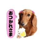 ダックスフンドのミルちゃん♡（個別スタンプ：13）