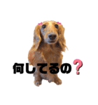 ダックスフンドのミルちゃん♡（個別スタンプ：16）