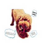 WON WON collection（個別スタンプ：2）