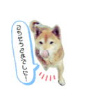 WON WON collection（個別スタンプ：9）