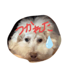 おちょのすたんぷ（個別スタンプ：4）