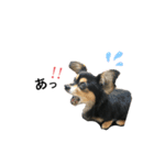 チュララStamp（個別スタンプ：2）