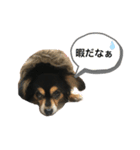 チュララStamp（個別スタンプ：5）