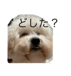 bichonだいふくスタンプ（個別スタンプ：2）