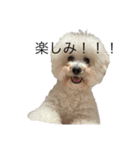 bichonだいふくスタンプ（個別スタンプ：4）