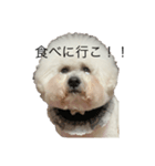 bichonだいふくスタンプ（個別スタンプ：5）
