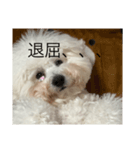 bichonだいふくスタンプ（個別スタンプ：6）