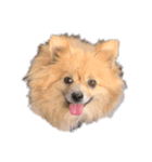 かわいい犬っころスタンプ（個別スタンプ：1）