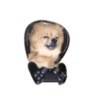 かわいい犬っころスタンプ（個別スタンプ：3）