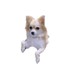 かわいい犬っころスタンプ（個別スタンプ：4）