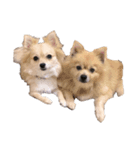 かわいい犬っころスタンプ（個別スタンプ：5）