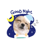 かわいい犬っころスタンプ（個別スタンプ：8）