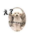 じわかわ犬もーちゃん（個別スタンプ：1）