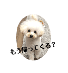じわかわ犬もーちゃん（個別スタンプ：2）