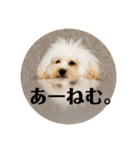 じわかわ犬もーちゃん（個別スタンプ：3）