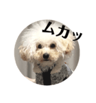 じわかわ犬もーちゃん（個別スタンプ：4）