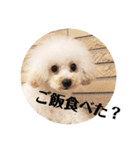 じわかわ犬もーちゃん（個別スタンプ：6）