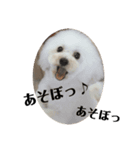 じわかわ犬もーちゃん（個別スタンプ：7）