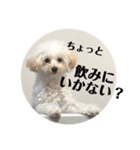 じわかわ犬もーちゃん（個別スタンプ：8）