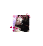うちのこ うにとろスタンプ2（個別スタンプ：8）
