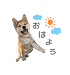 shibainu.kotetsu（個別スタンプ：1）