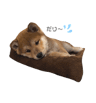 shibainu.kotetsu（個別スタンプ：2）