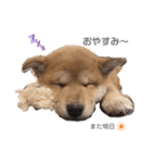 shibainu.kotetsu（個別スタンプ：4）