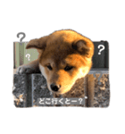 shibainu.kotetsu（個別スタンプ：5）