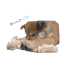 shibainu.kotetsu（個別スタンプ：6）