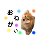 shibainu.kotetsu（個別スタンプ：7）