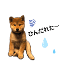 shibainu.kotetsu（個別スタンプ：8）