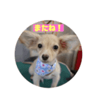 ❤️フラン2❤️（個別スタンプ：13）