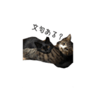 ねこねこ4024（個別スタンプ：1）