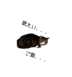 ねこねこ4024（個別スタンプ：2）