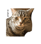 ねこねこ4024（個別スタンプ：3）