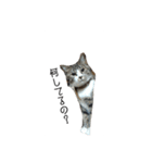 ねこねこ4024（個別スタンプ：4）