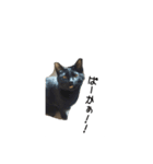 ねこねこ4024（個別スタンプ：6）