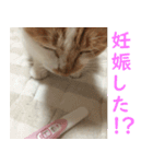 うちの猫 ちぼさんスタンプ（個別スタンプ：1）